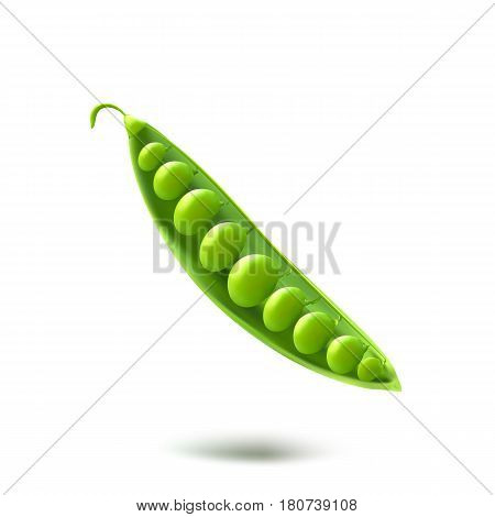 Green peas vector illustration. Photo realistic high quality vector illustration.