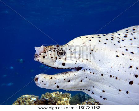 White moray eel - detail, close up