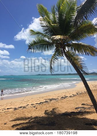 palm tree in Balneario la Monserrate beach in Luquillo, Puerto Rico