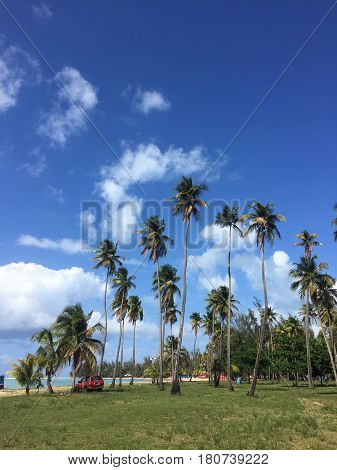 palm trees at Balneario Luquillo beach in Puerto Rico