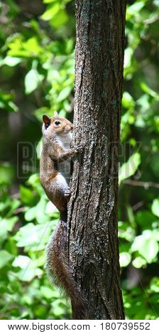 Squirrel climbing a tree at Monte Sano State Park in Alabama.