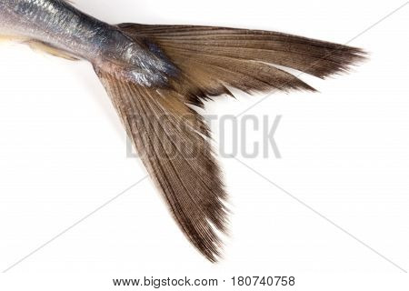 Tail of mackerel close-up isolated on white background.