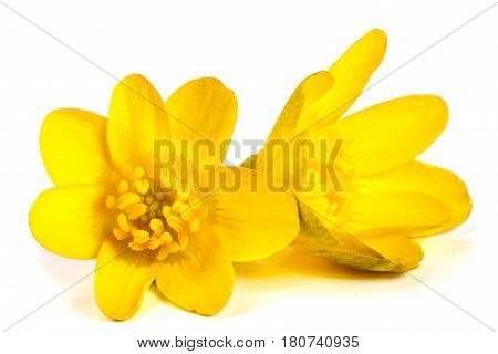 ficaria verna yellow spring flowers isolated on white background.