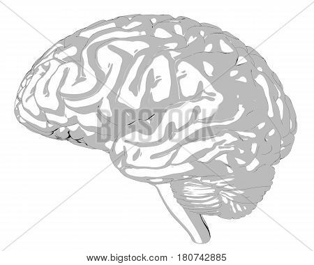 Human brain isolated on white background. 3D render