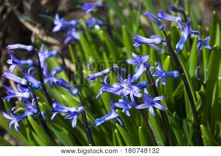 Scilla. Ladoňka. Nice purple flower in sunlight. Spring garden. Hyacinthoides. Small violet petals in green grass