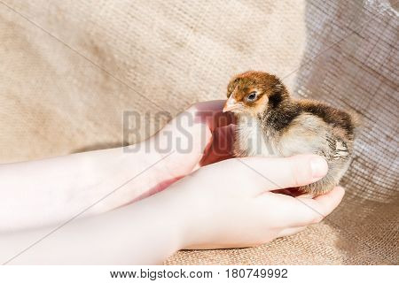 A small three-color chicken in the palms of the child. Background - rough fabric.