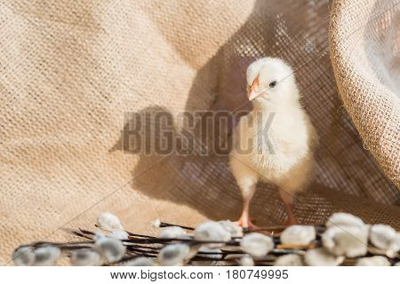 A light yellow little chicken next to a willow branch on a background of rough fabric. Little depth of field focus on the head of a chicken.