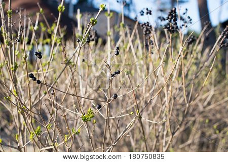 Dry Bush With Berries