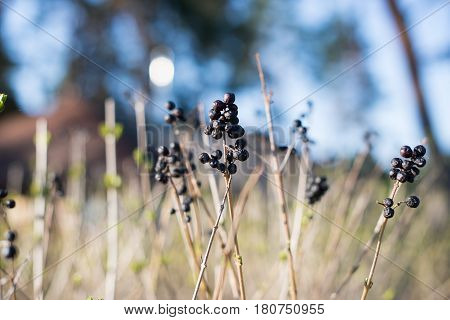 Dry Bush With Berries