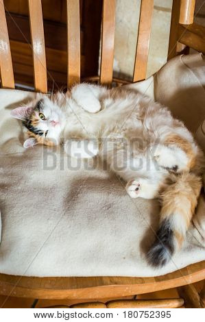 Close up white red cat lying on a wooden chair and looking at the camera