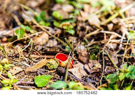 Early Mushrooms Sarcoscypha Coccinea.