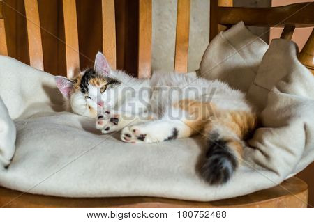 Close up white red cat lying on a wooden chair and looking at the camera