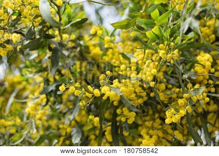 Yellow flowers and green leaves of mimosa tree with some flowers in sharp focus and others blurred