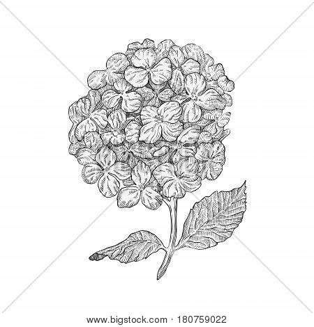 Hydrangea flowers isolated on white background. Hand drawn hatching engraved drawing. Botanical vector illustration.