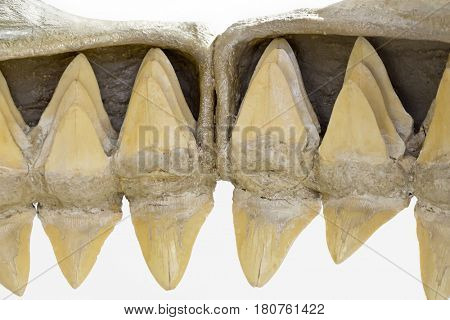 The inside of the mouth of a shark, showing the rows of teeth. If a shark loses a tooth, a replacement spins into place to fill the gap. Isolated on white background. 