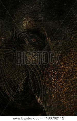 Eye of the Indian elephant in Cabodjia;