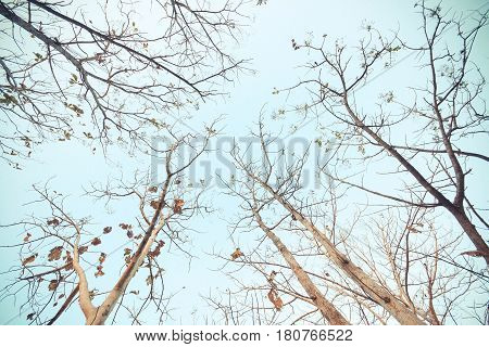 Abscission. A tree dropping old leaves and having new leaves in winter Thailand