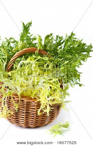 Escarole 꽃 상 추입니다.