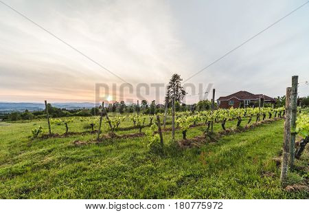 Sunset at a beautiful green vineyard in Oregon USA.