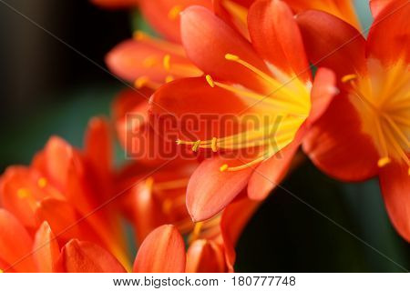 Details of a Natal lily flower (Clivia miniata)