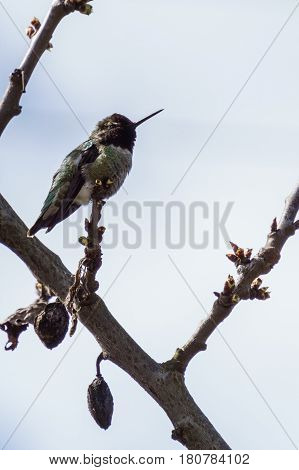 small hummingbird bird on the branch against clean blue sky