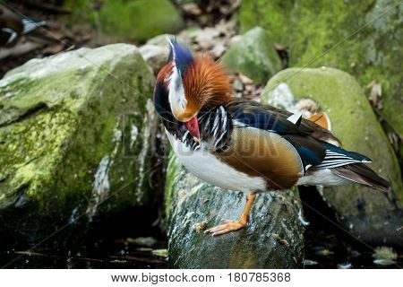 Male of very beautiful mandarin duck (Aix galericulata) Wildlife animal.