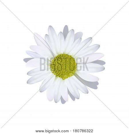 Camomile daisy single flower high quality vector illustration.
