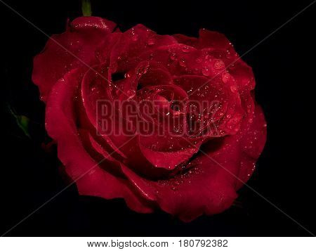 Macro Image Of Dark Red Rose With Water Droplets. .
