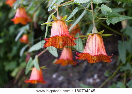 Canarina canariensis orange bell flower. Shadow tolerant plant