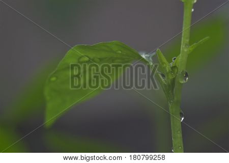 Drops of water on a seedling of bell pepper