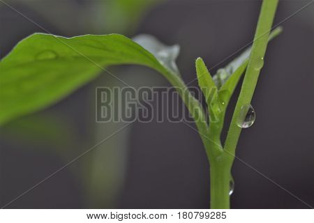 Drops of water on a seedling of bell pepper