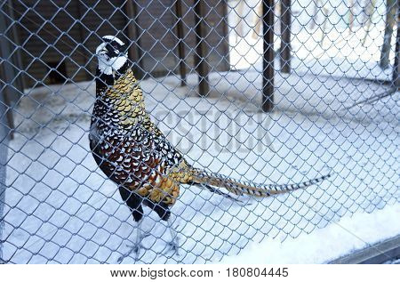 Beautiful pheasant in snowy zooligical garden