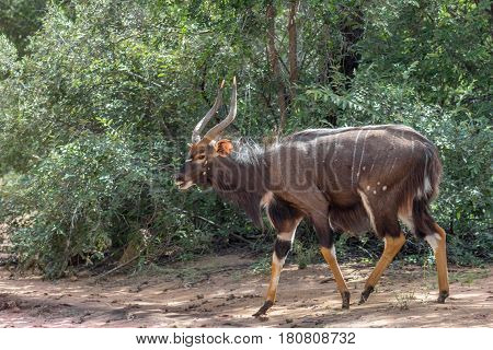 Nyala (Tragelaphus angasii) male in Marakele national park