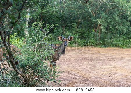 nyala (Tragelaphus angasii) young male looking at the camera in Marakele national park