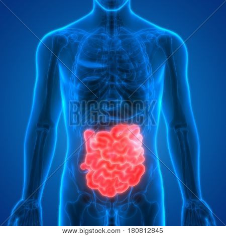 3D Illustration of Human Digestive System Anatomy (Small Intestine)