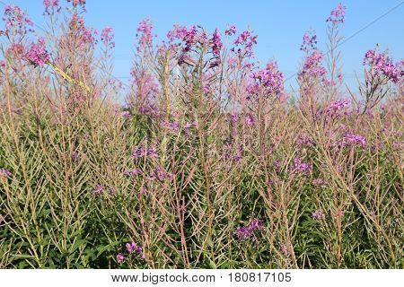 Blooming Sally herbs on the summer field