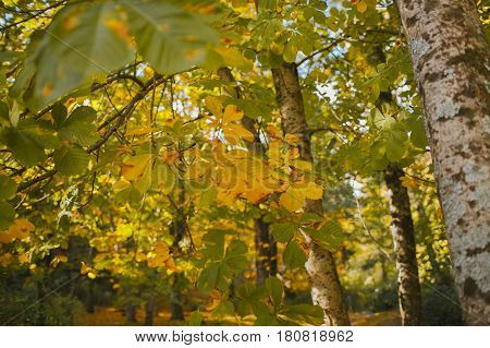 Autumn landscape. Colorful autumn in the forest. Autumn background. Fall in the forest. Color of the woods.