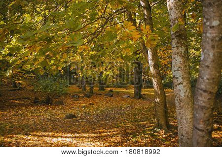 Autumn landscape. Colorful autumn in the forest. Autumn background. Fall in the forest. Color of the woods.