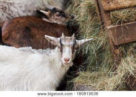 Young goatlings eating hay in a stall on a farm. Feeding on animal farm