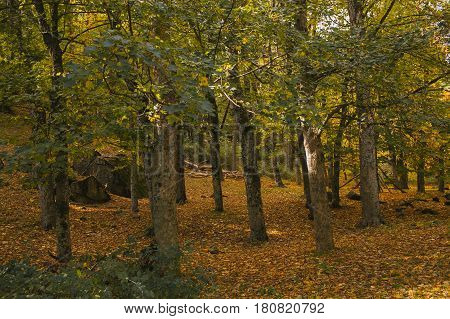 Autumn landscape. Colorful autumn in the forest. Autumn background. Fall in the forest. Color of the woods.