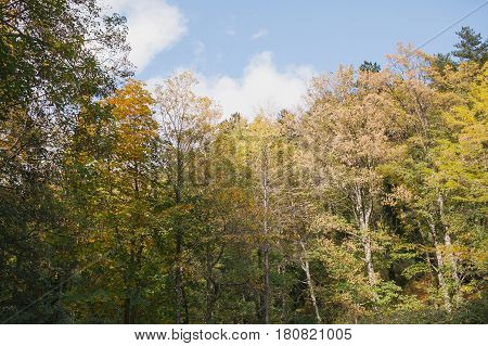 Autumn landscape. Colorful autumn landscape. Colorful forest. Autumn in the woods. Fall in the forest.