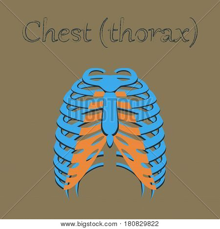 human organ icon in flat style chest thorax