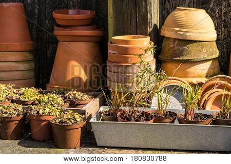 romantic idyllic plant table in the garden. Spring Preparing the garden. Cuttings and new plants peeping out of plant boxes. Spring flower bulbs are taken out of the ground to be divided and replanted