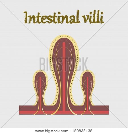 human organ icon in flat style intestinal villi