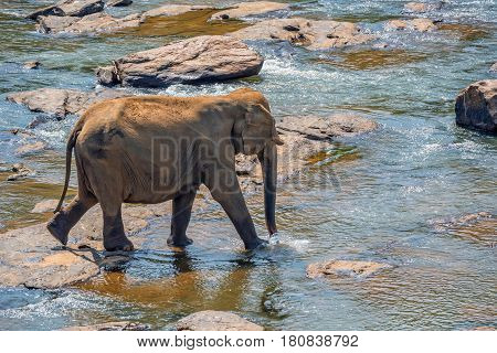 Young elephant walks in the river in national park Pinnawala Elephant Orphanage, Sri Lanka.
