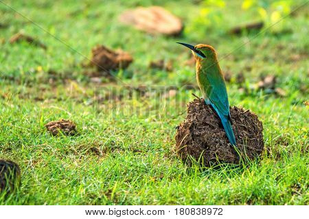 Blue-tailed Bee-eater or Merops philippinus in Sri Lanka