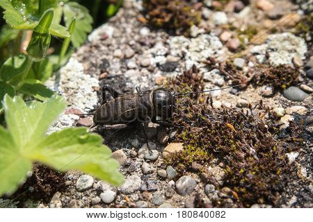 small cricket or gryllus campestris on a wall