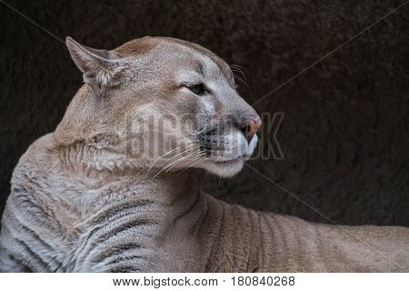 portrait lying a puma against stone structure