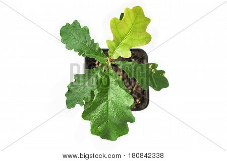 Sprout of oak in a plastic pot on a white background