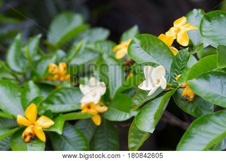 Yellow Flower Of Herb Plant,gardenia Sootepensis Hutch
